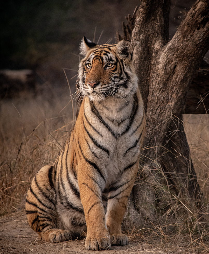 Tiger sitting by a tree