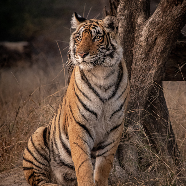 Tiger sitting by a tree