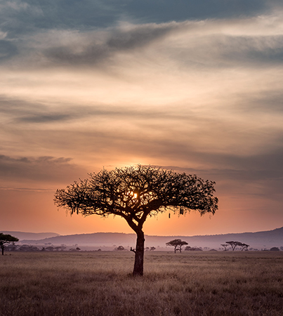 Safari sunset