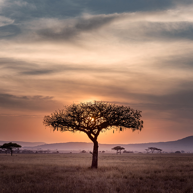 Safari sunset