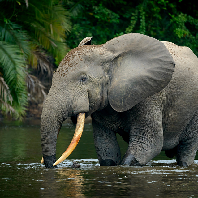 Elephant in water