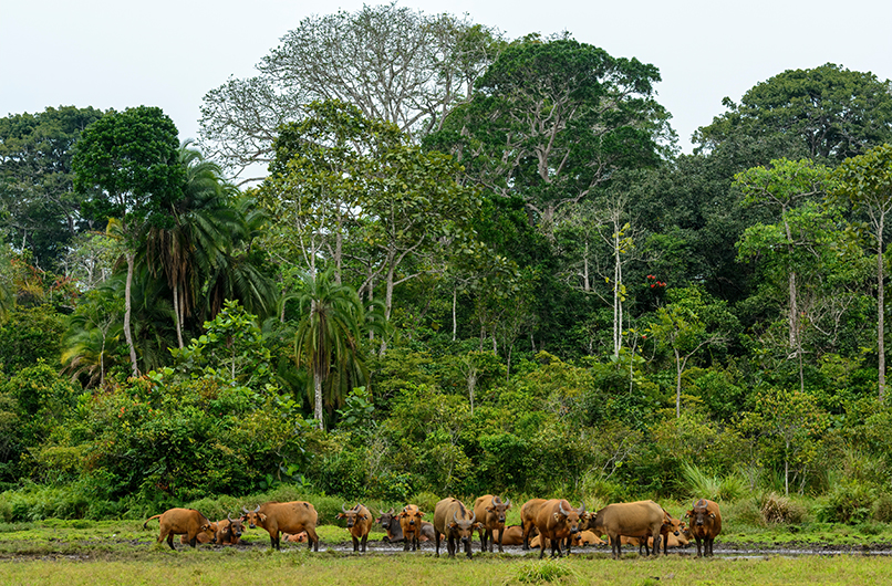 Congo Basin Tour