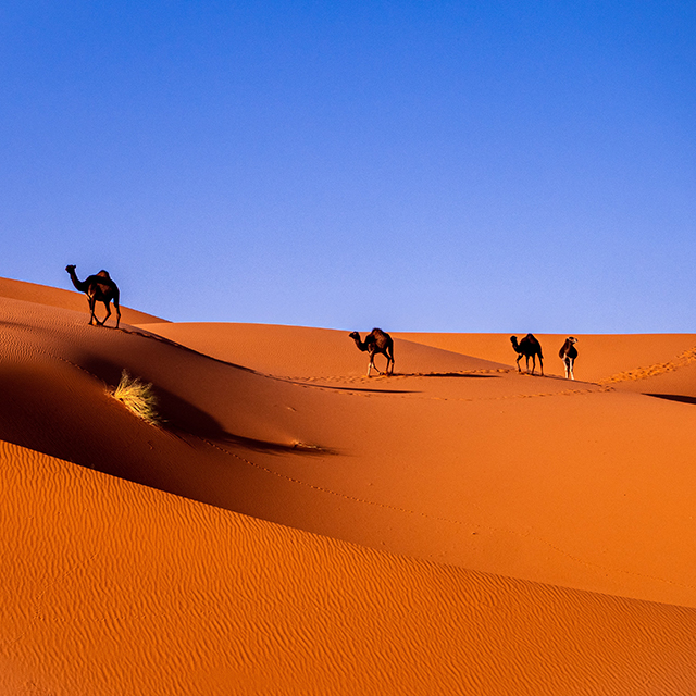 Camels in the desert