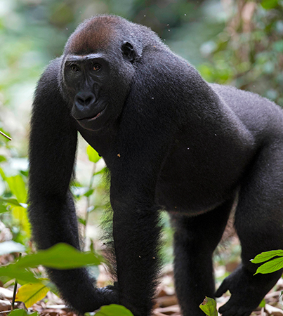 Gorilla, Congo Basin Tour