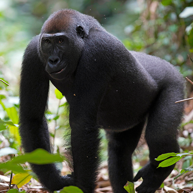 Gorilla, Congo Basin Tour