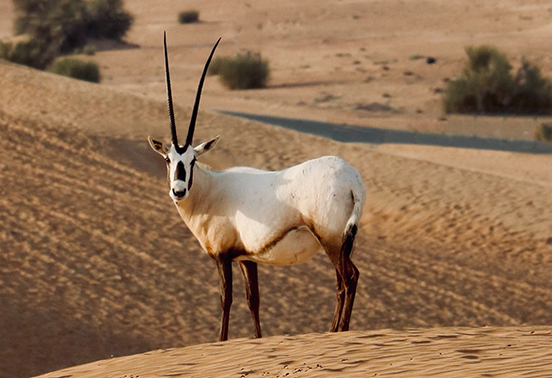 Gazelle