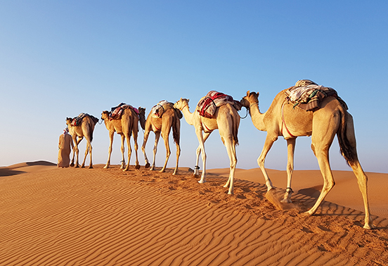Camels in the desert, Sharqiya Sands, Oman