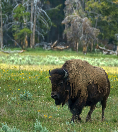 Yellowstone