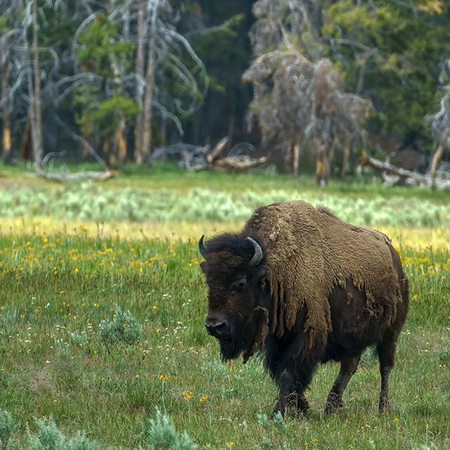 Yellowstone