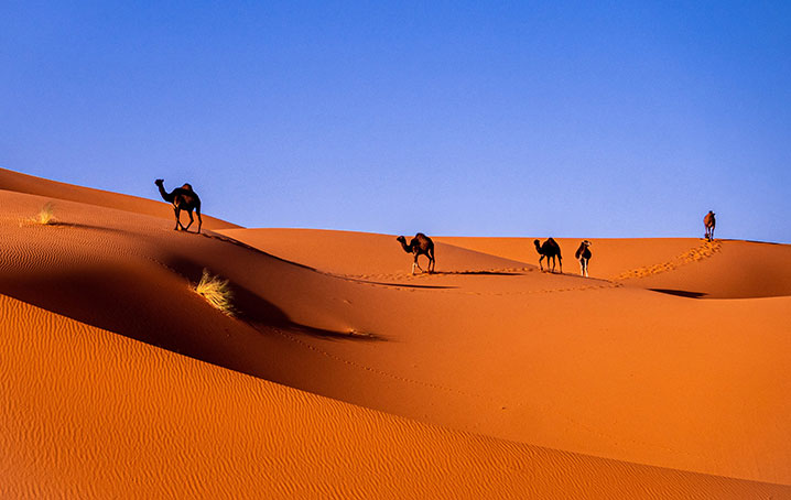 Camels in the desert